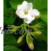Ohio Grown Arabian Tea Jasmine Plant - Maid of Orleans - Multiple Plants -4" Pot   